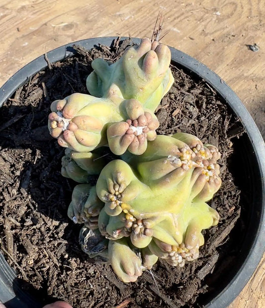 Cereus forbesii monstrose 'Ming Thing' PA46