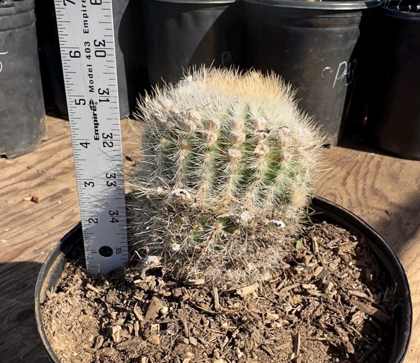 Parodia leninghausii PA53 | Golden Ball Cactus