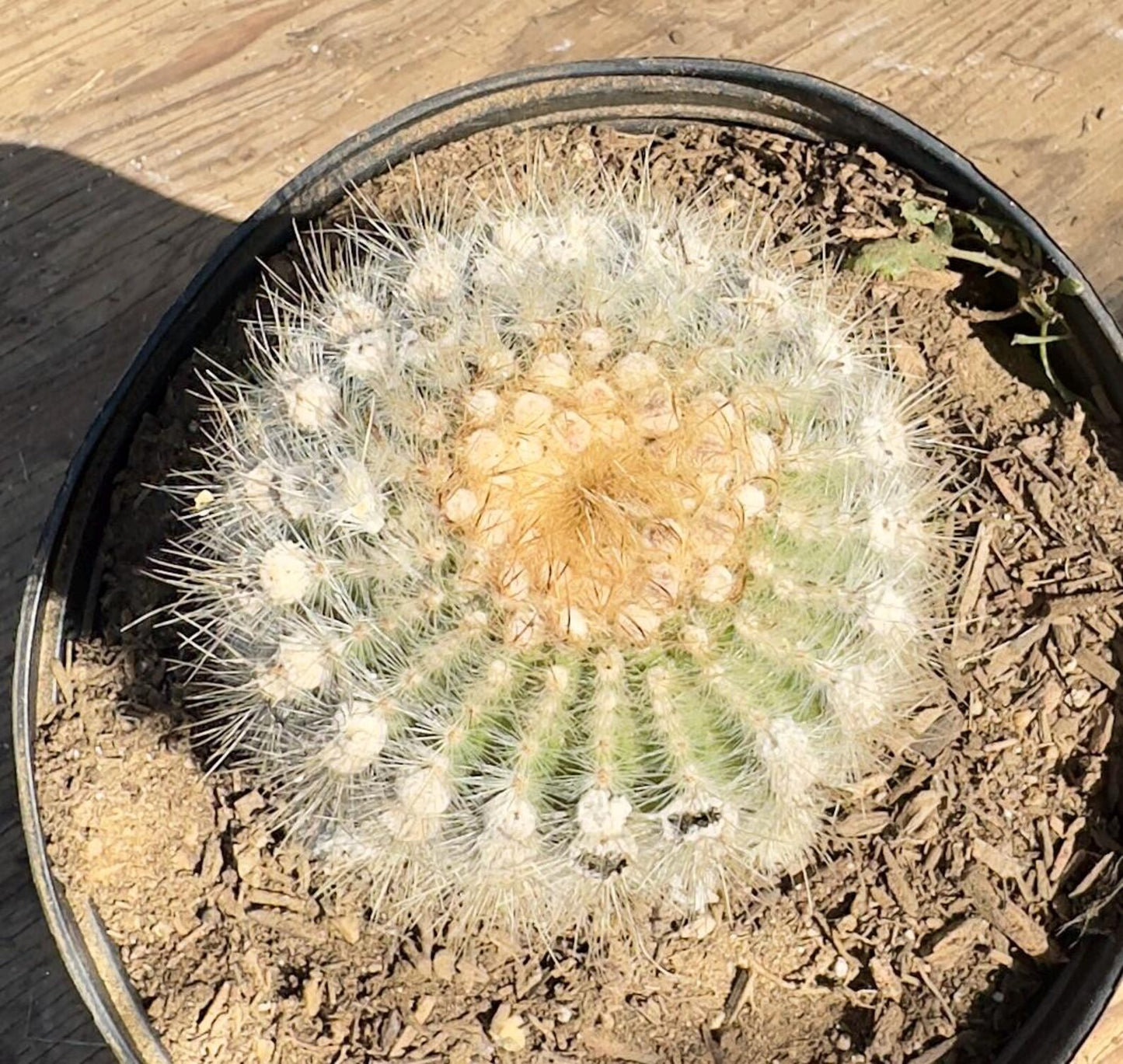 Parodia leninghausii PA53 | Golden Ball Cactus