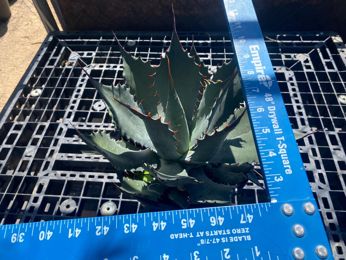 Agave shawii SH5