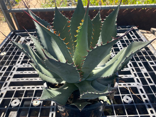 Agave shawii SH6