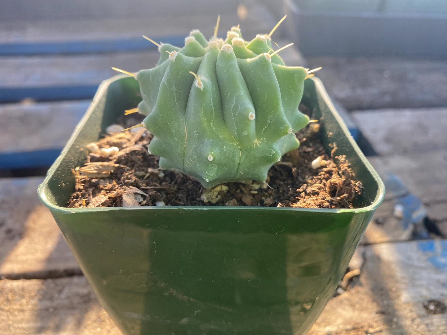 Ferocactus glaucescens inermis