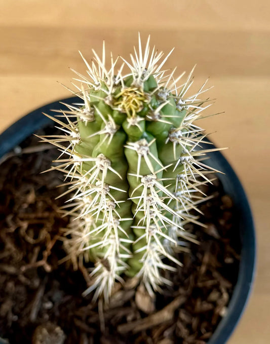 Browningia caineana - Castellanosia caineana E20