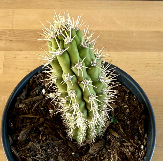 Browningia caineana - Castellanosia caineana E21