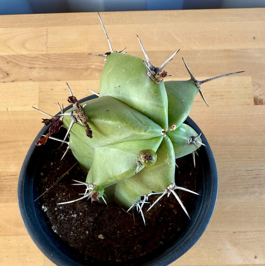 Myrtillocactus geometrizans E22