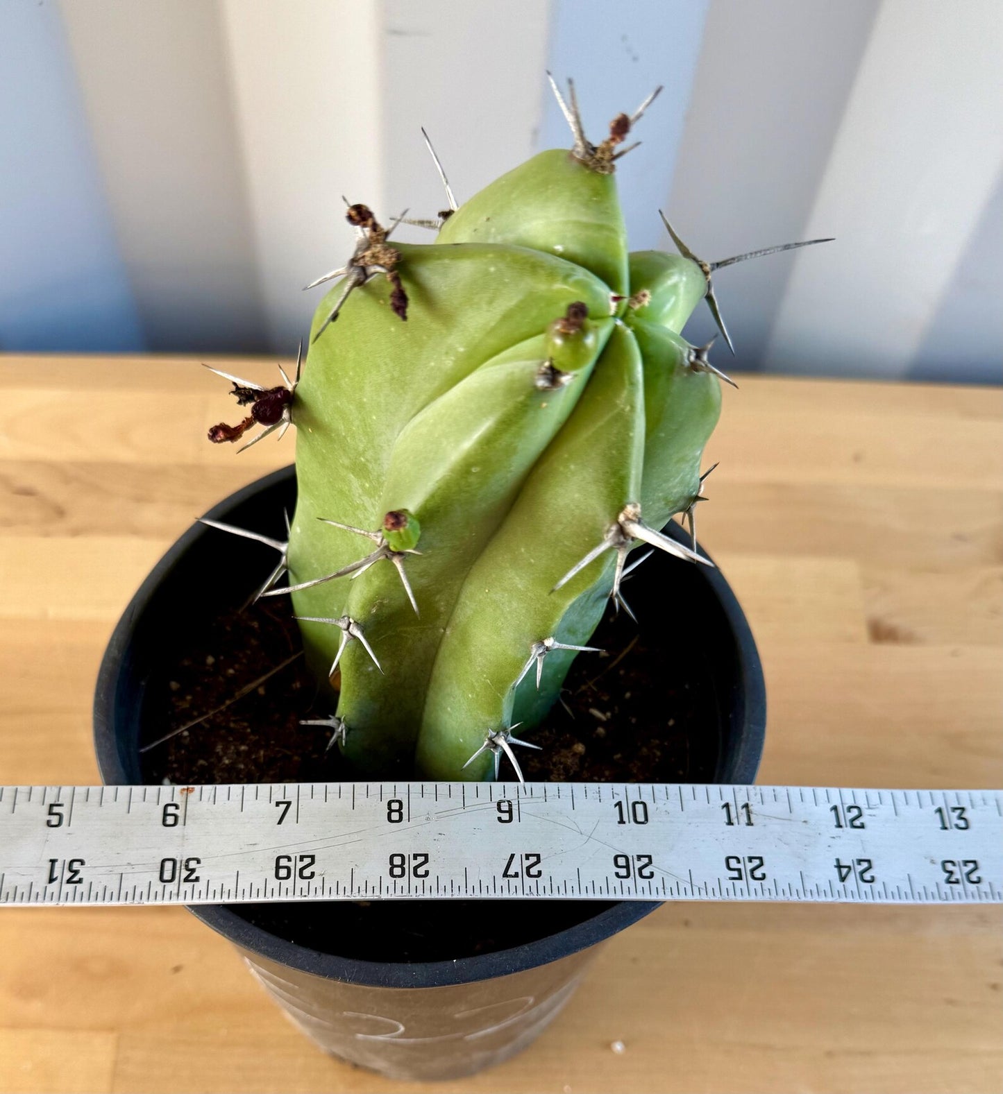 Myrtillocactus geometrizans E22