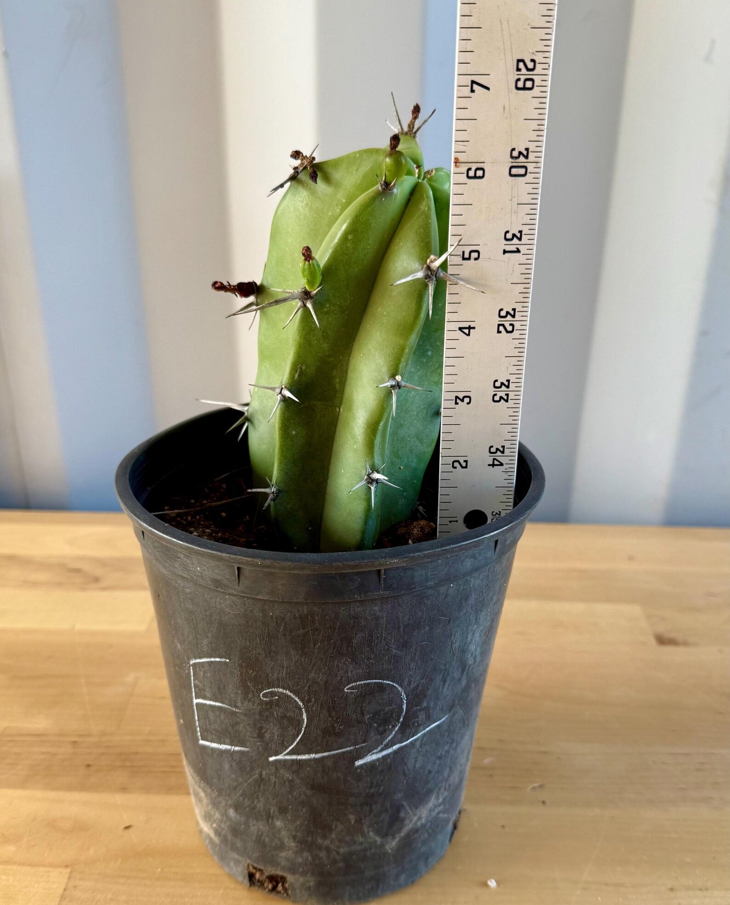 Myrtillocactus geometrizans E22