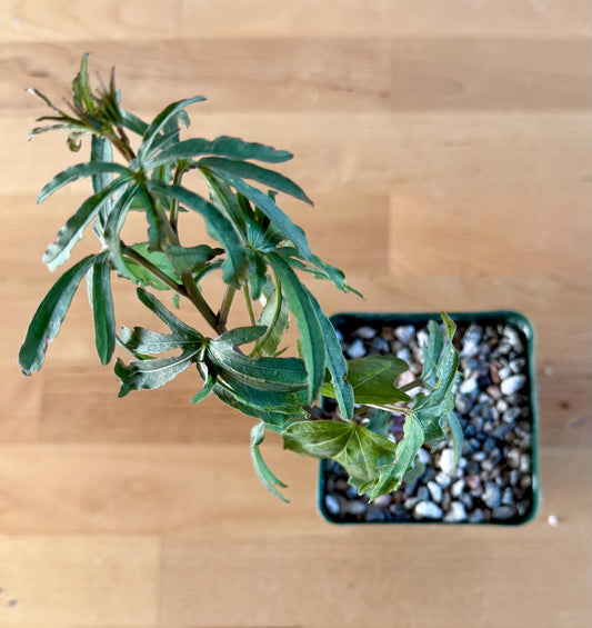 Morning Glory Flower | Ipomoea platensis E14