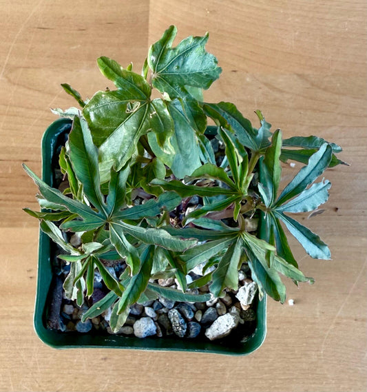 Morning Glory Flower | Ipomoea platensis E15