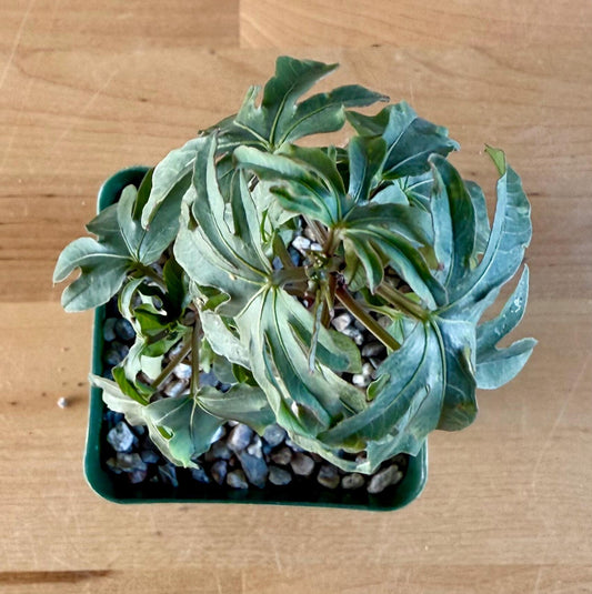 Morning Glory Flower | Ipomoea platensis E16