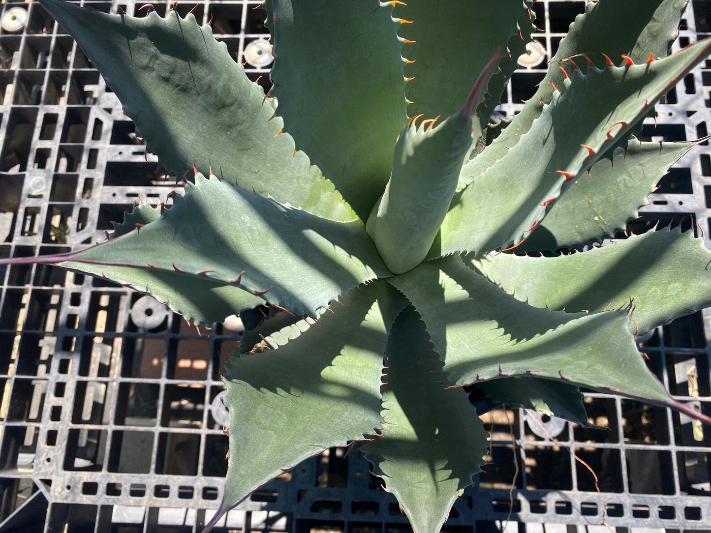Agave shawii SH6