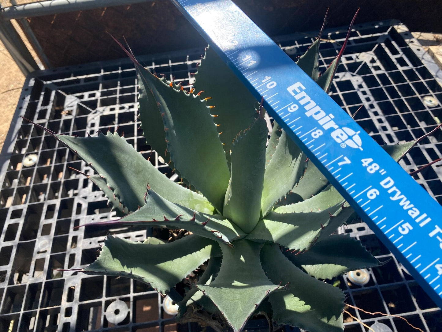 Agave shawii SH6