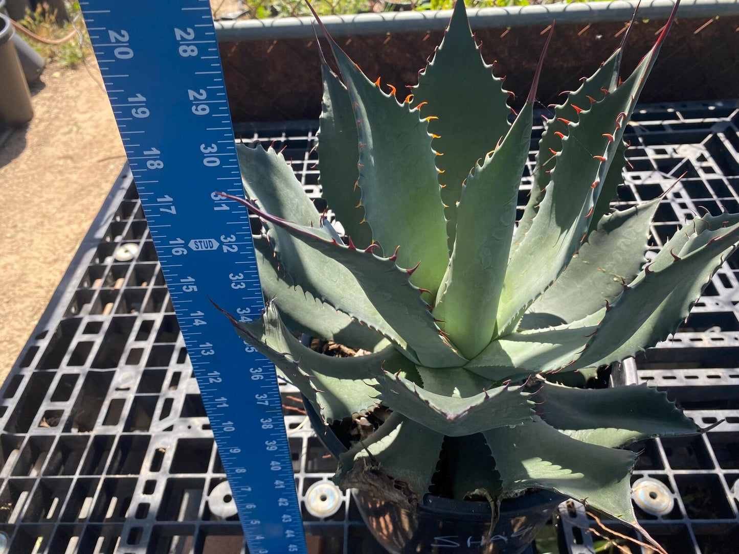 Agave shawii SH6