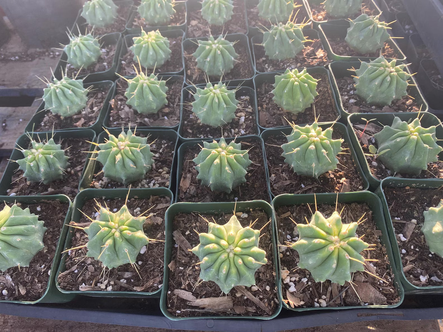 Ferocactus glaucescens inermis