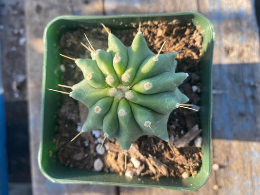 Ferocactus glaucescens inermis