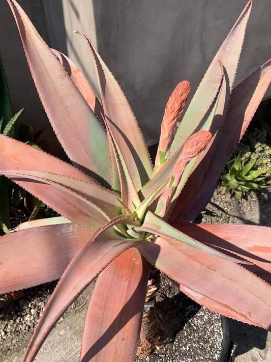 Rare Aloe Comosa - Clanwilliam Aloe