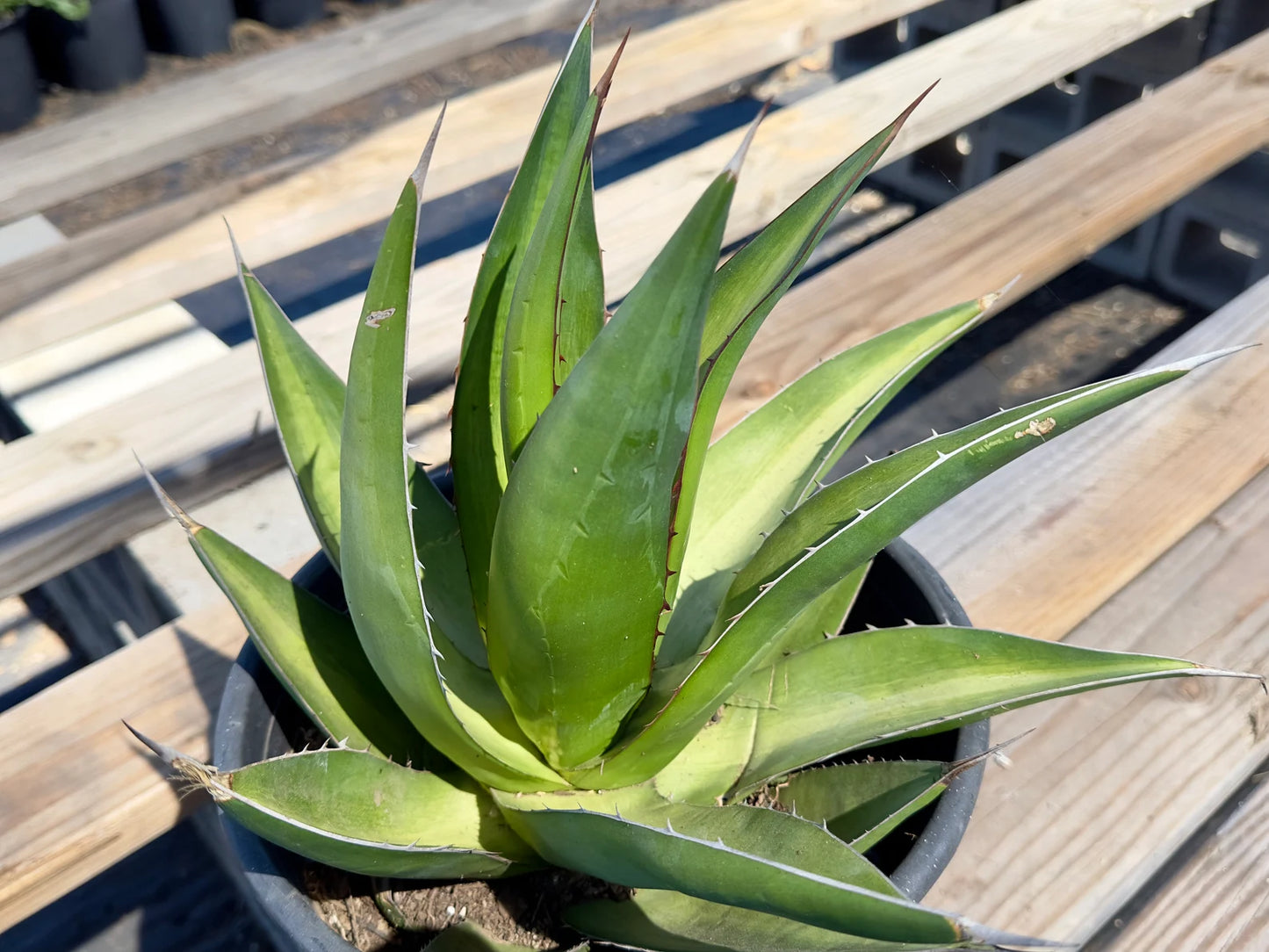 Agave triangularis - E17