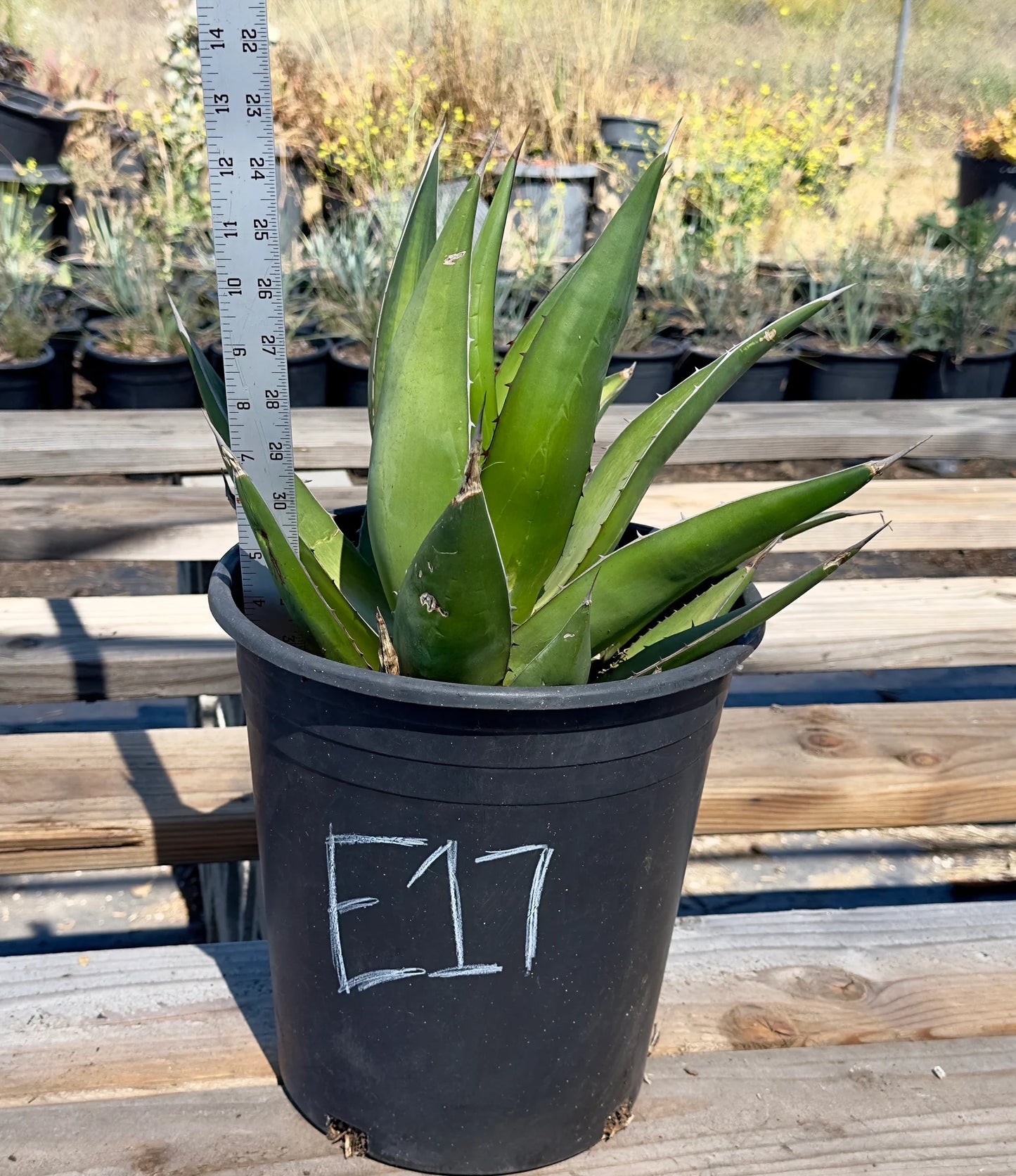 Agave triangularis - E17