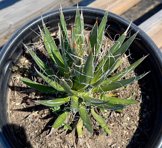 Agave schidigera - E48