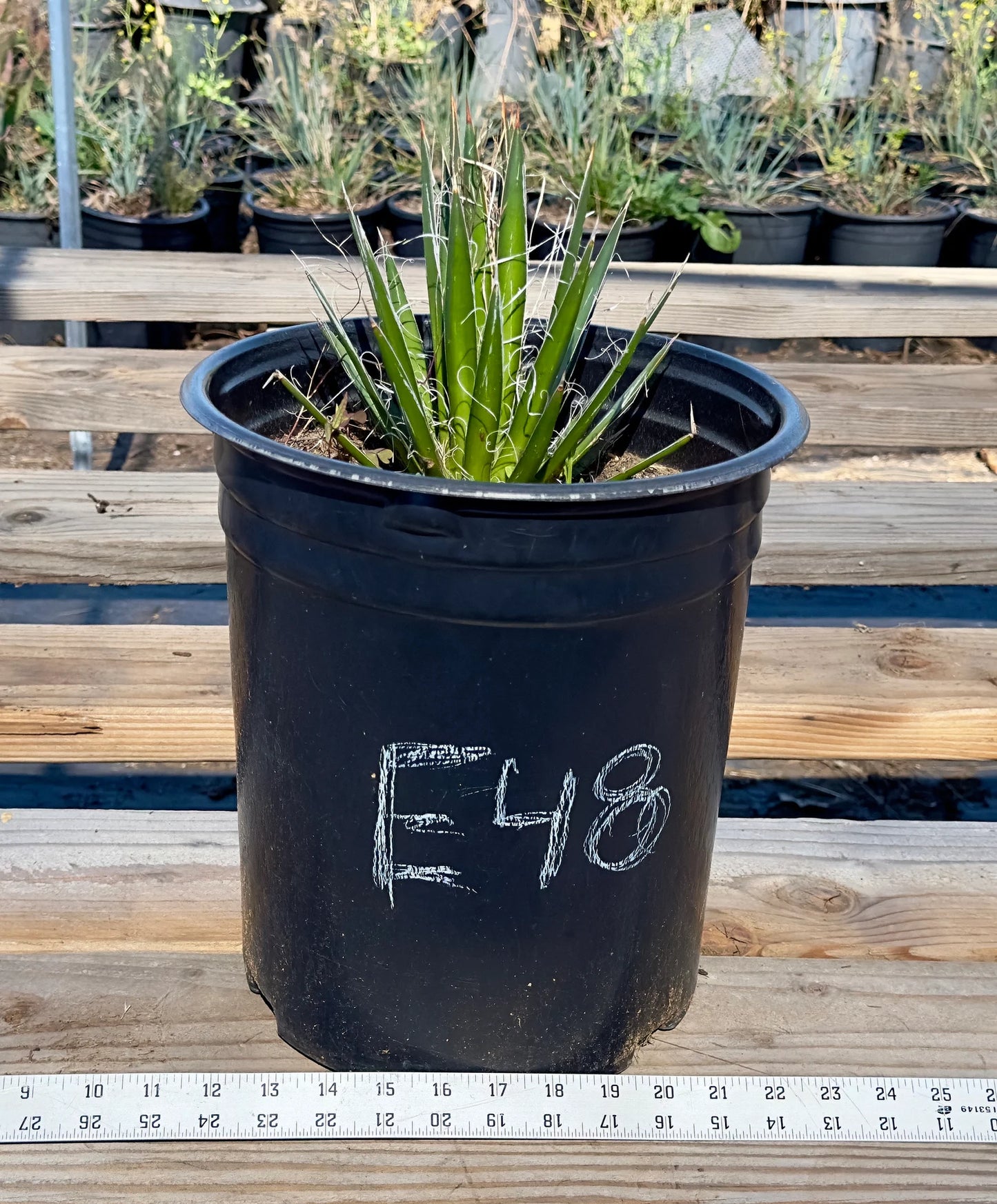 Agave schidigera - E48