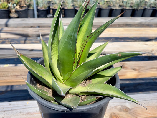 Agave triangularis - E17