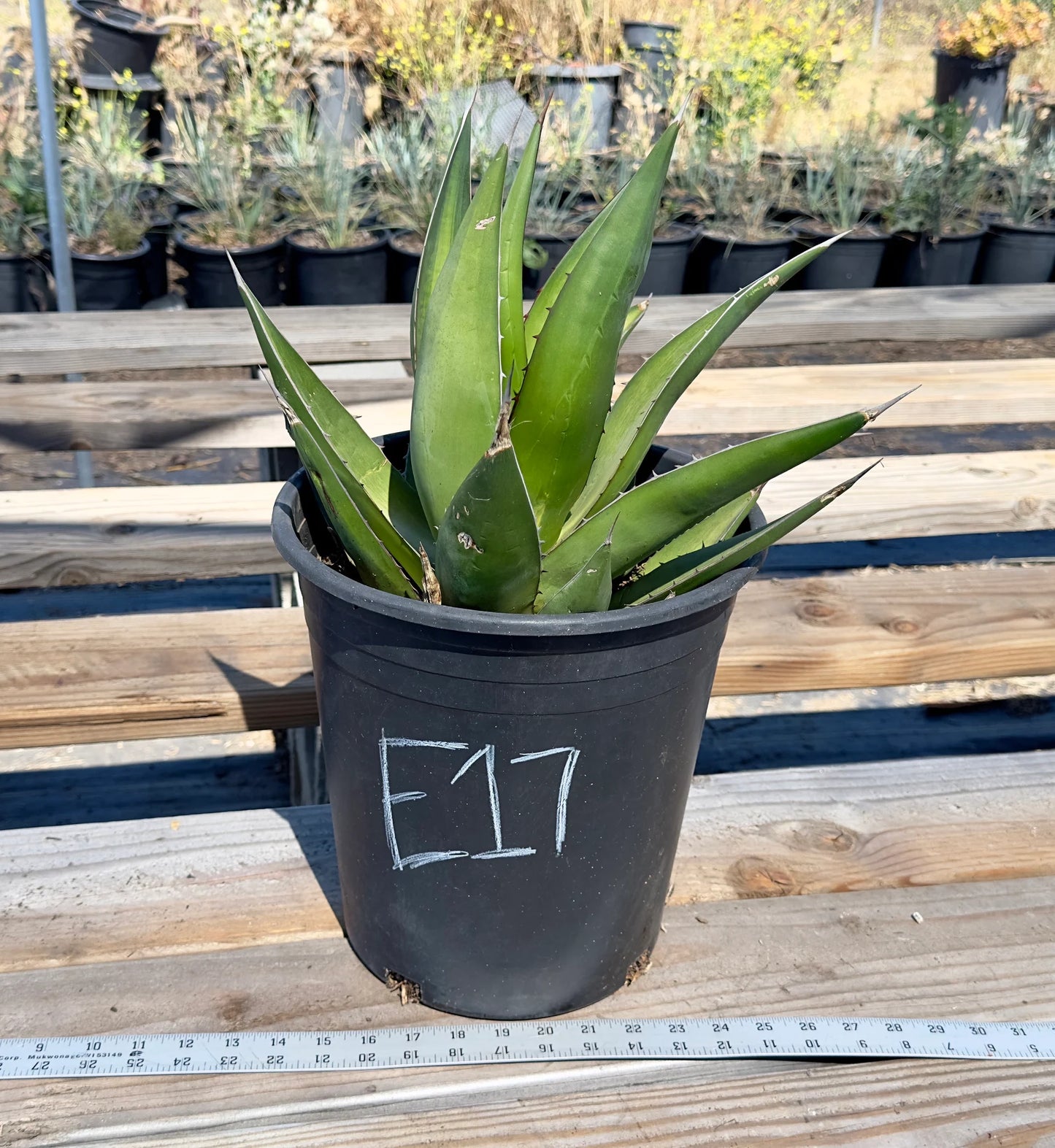 Agave triangularis - E17