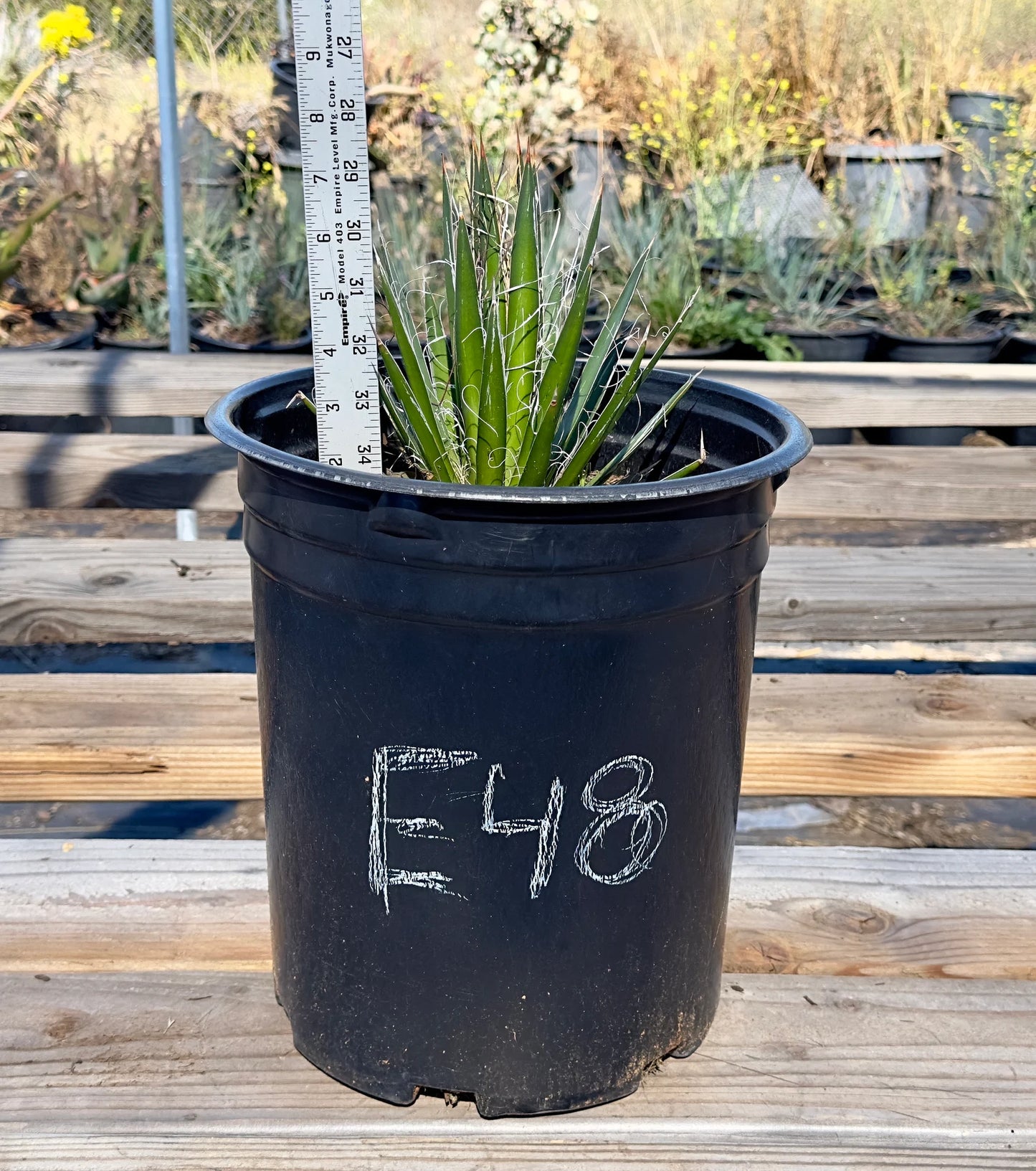 Agave schidigera - E48