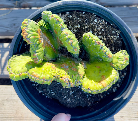 Crested Eve's Needle Cactus - Austrocylindropuntia subulata cristata E149
