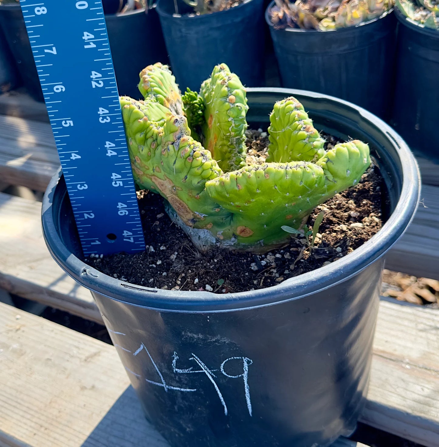Crested Eve's Needle Cactus - Austrocylindropuntia subulata cristata E149