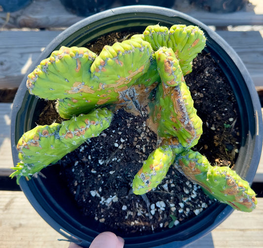 Crested Eve's Needle Cactus - Austrocylindropuntia subulata cristata E150