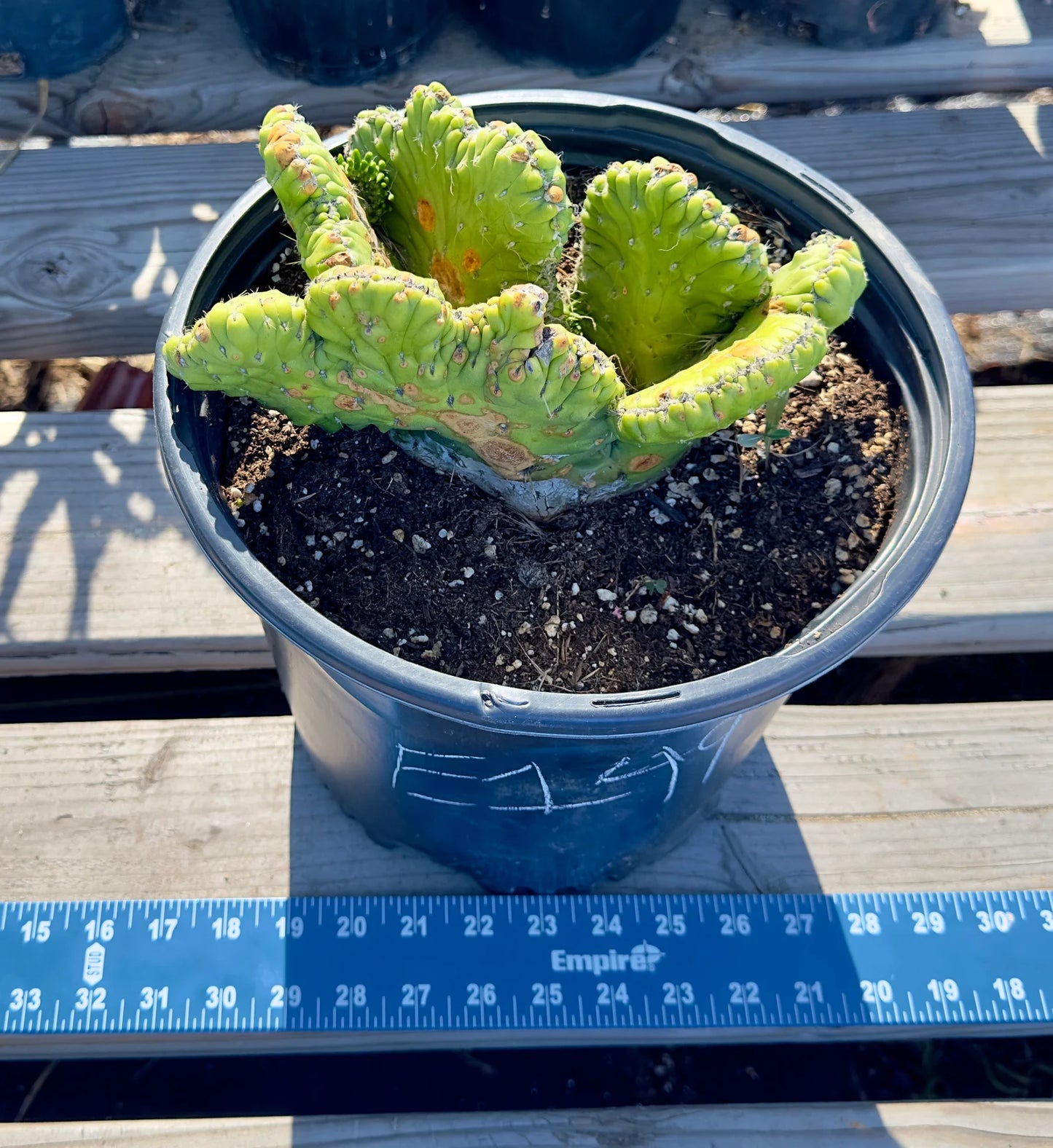 Crested Eve's Needle Cactus - Austrocylindropuntia subulata cristata E149