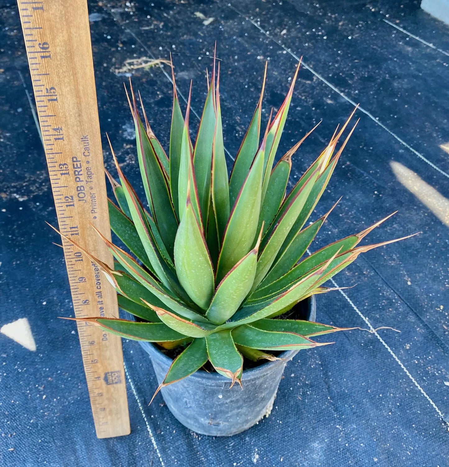 Agave 'Blue Glow'