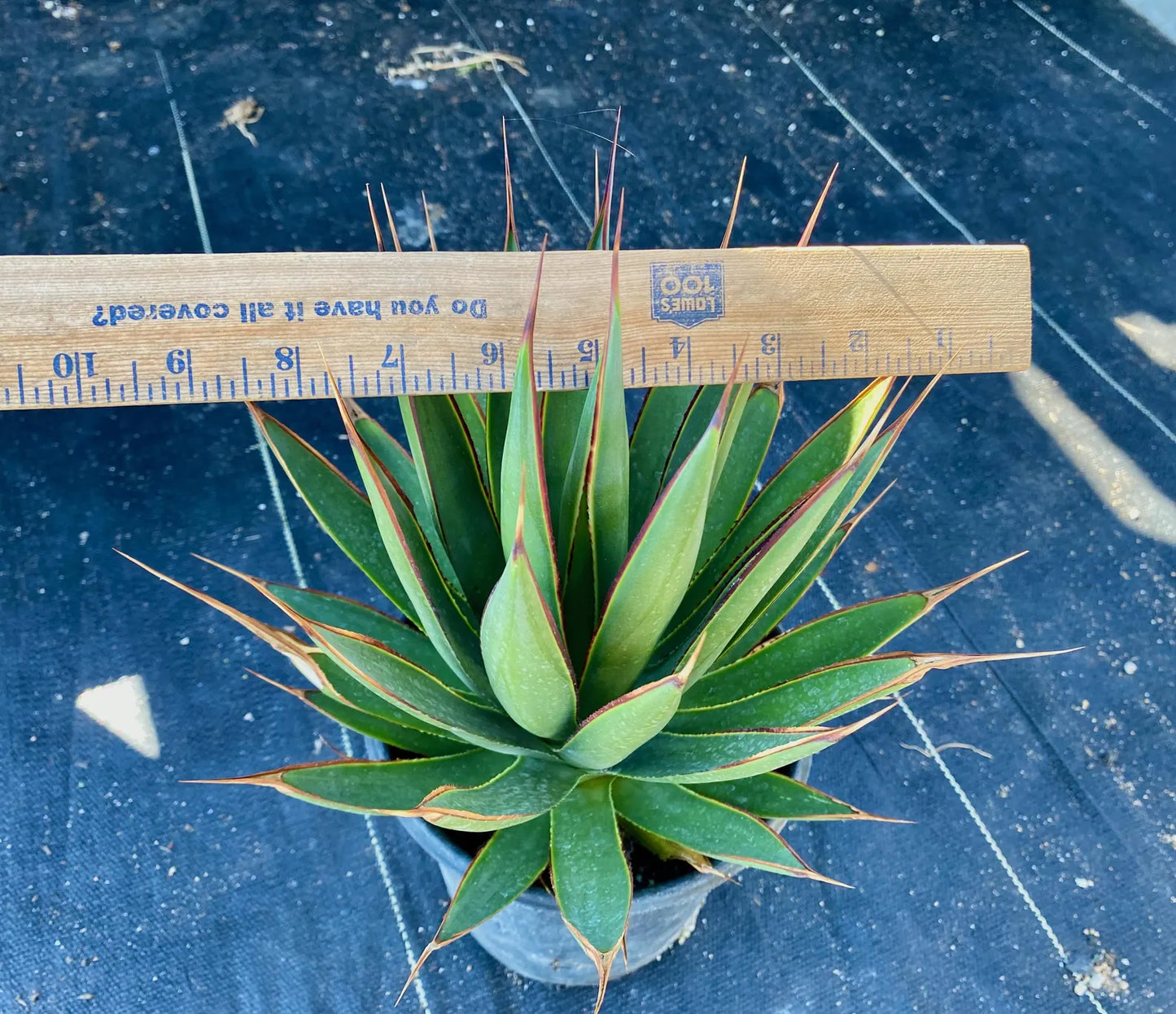 Agave 'Blue Glow'