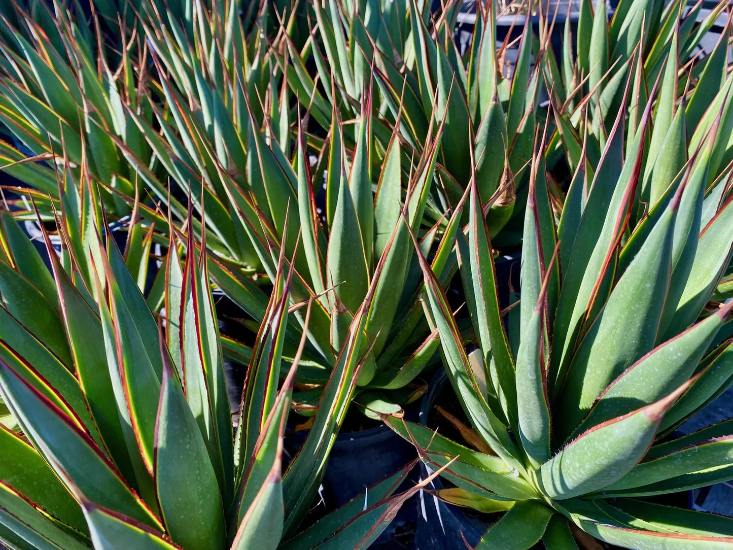 Agave 'Blue Glow'