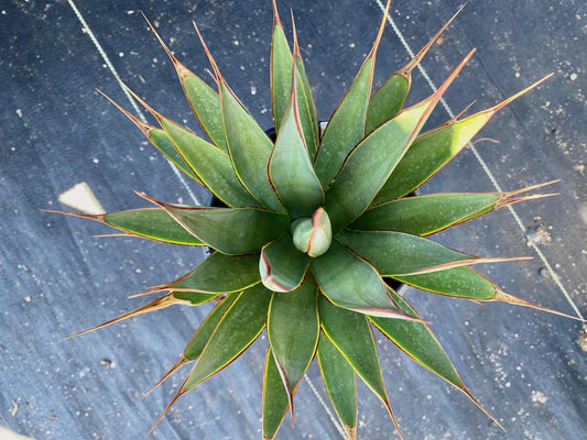 Agave 'Blue Glow'