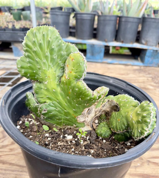 Crested Eve's Needle Cactus - Austrocylindropuntia subulata cristata E146
