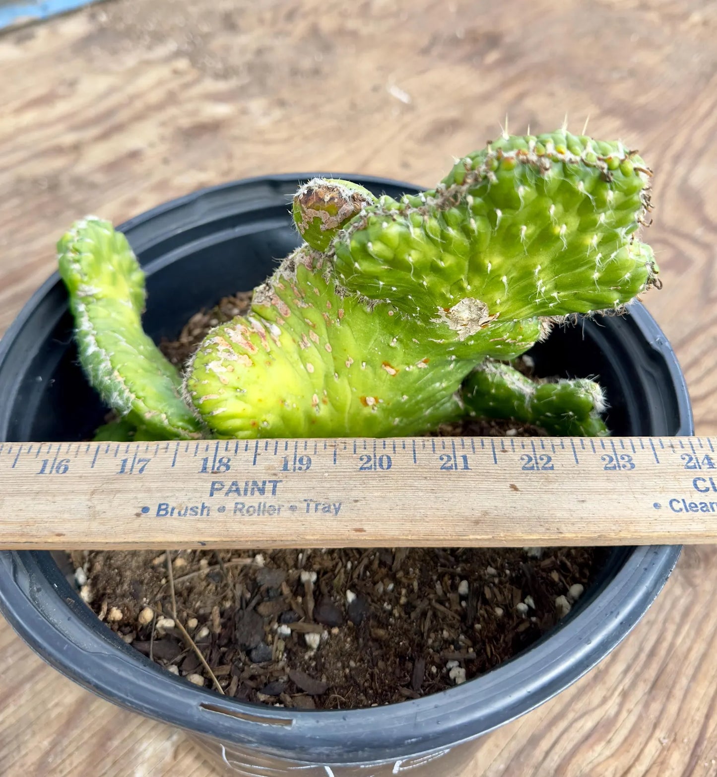 Crested Eve's Needle Cactus - Austrocylindropuntia subulata cristata E146