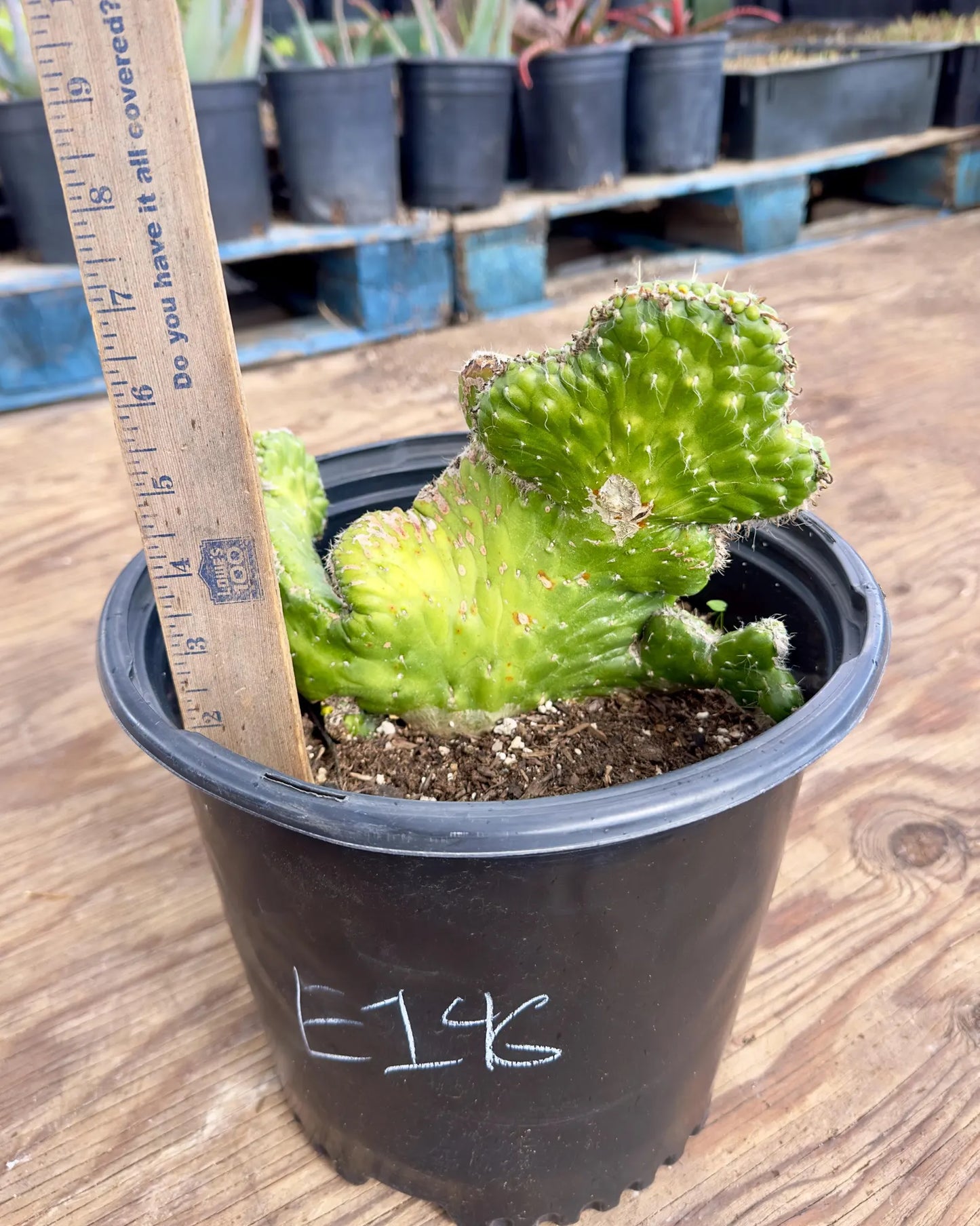 Crested Eve's Needle Cactus - Austrocylindropuntia subulata cristata E146