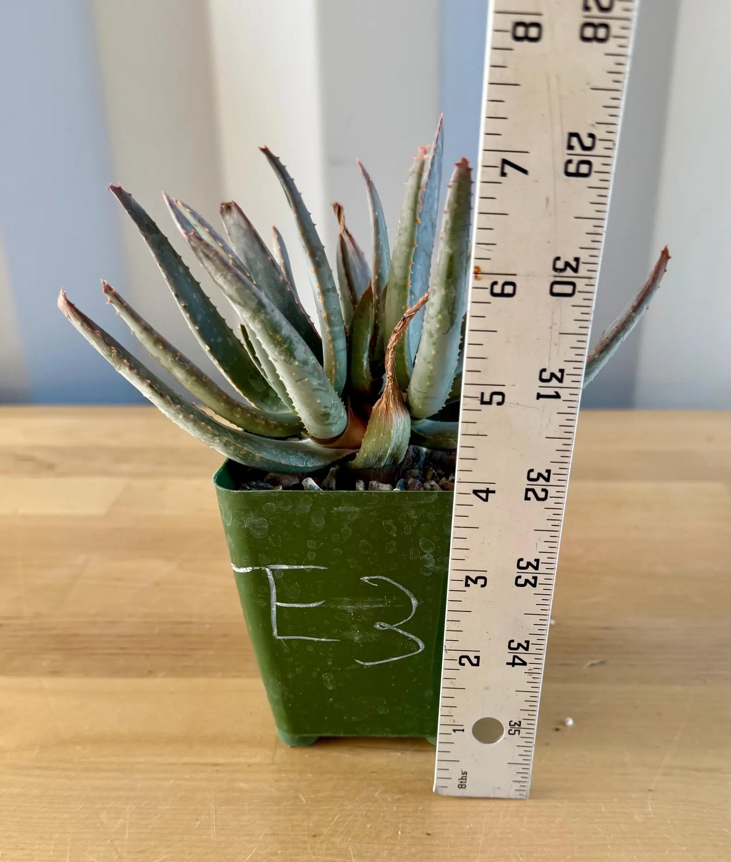 Aloe ramosissima E3