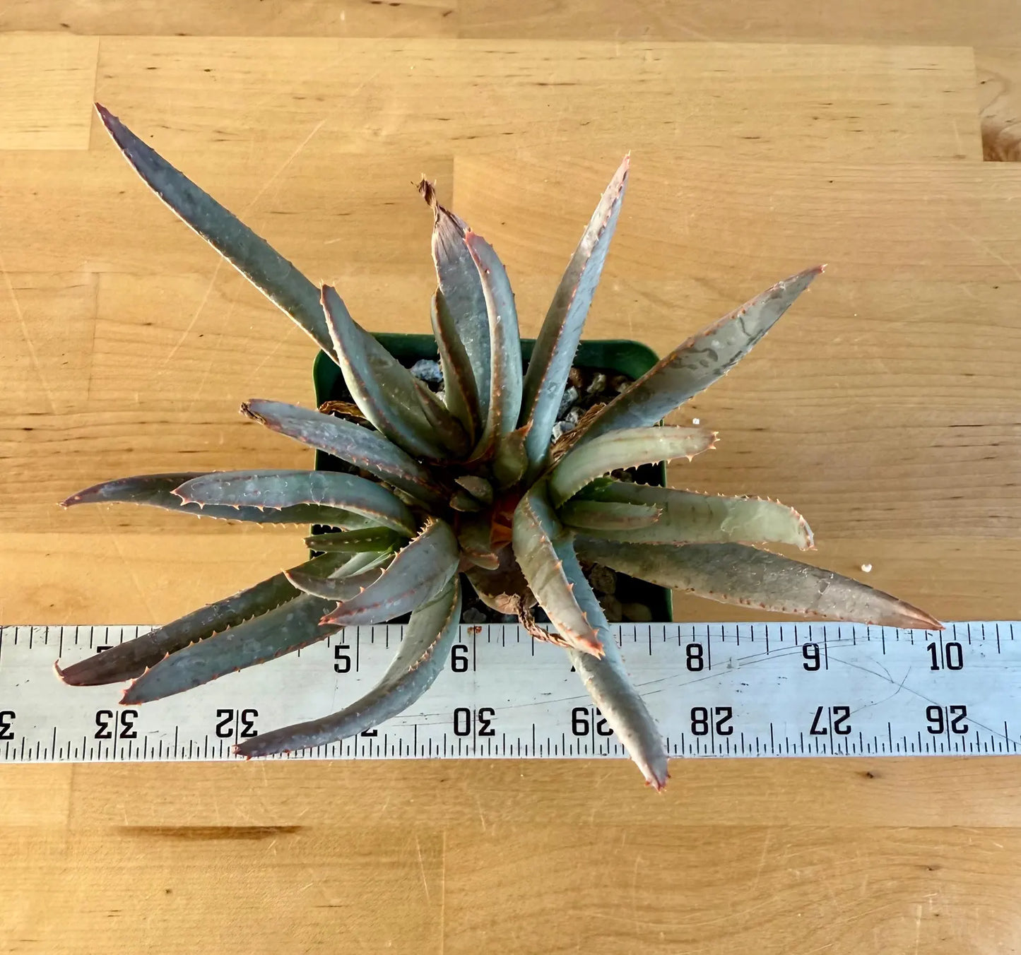 Aloe ramosissima E3