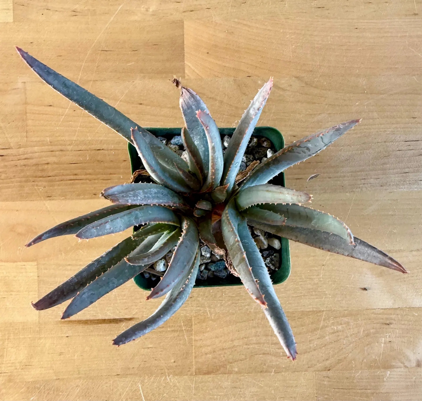 Aloe ramosissima E3
