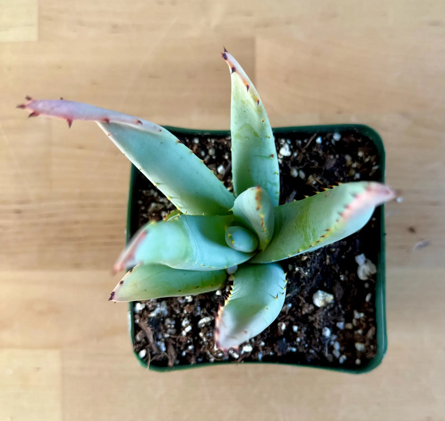 Aloe claviflora E5