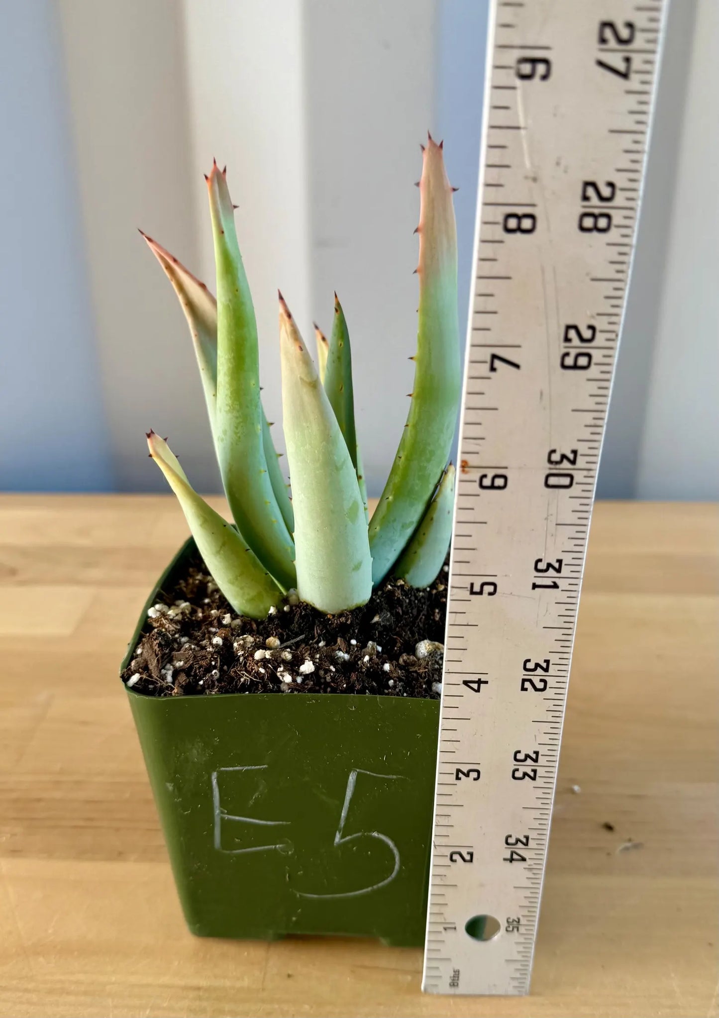 Aloe claviflora E5