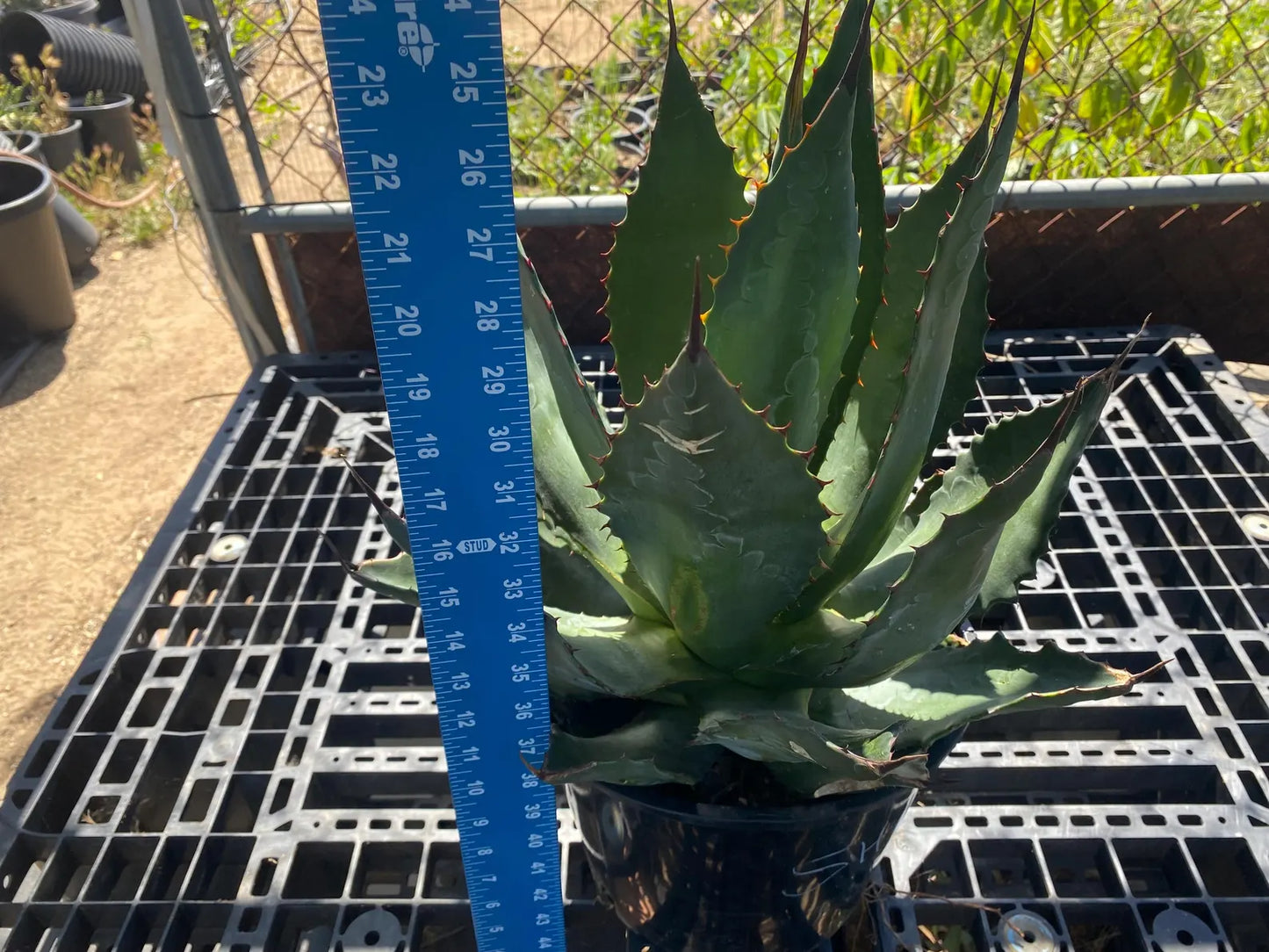 Agave atrovirens - Maguey Verde Grande SH1
