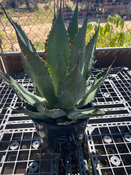 Agave atrovirens - Maguey Verde Grande SH1