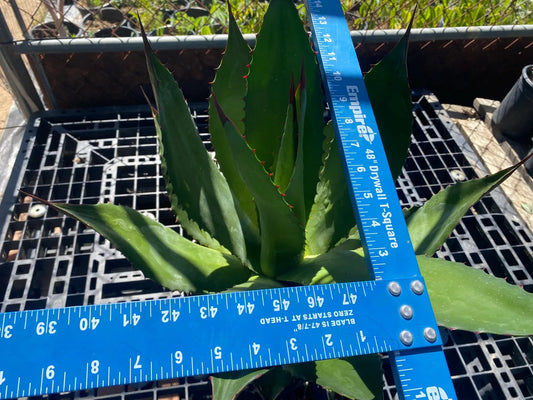 Agave atrovirens - Maguey Verde Grande SH2