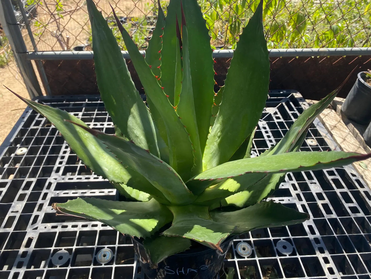 Agave atrovirens - Maguey Verde Grande SH2
