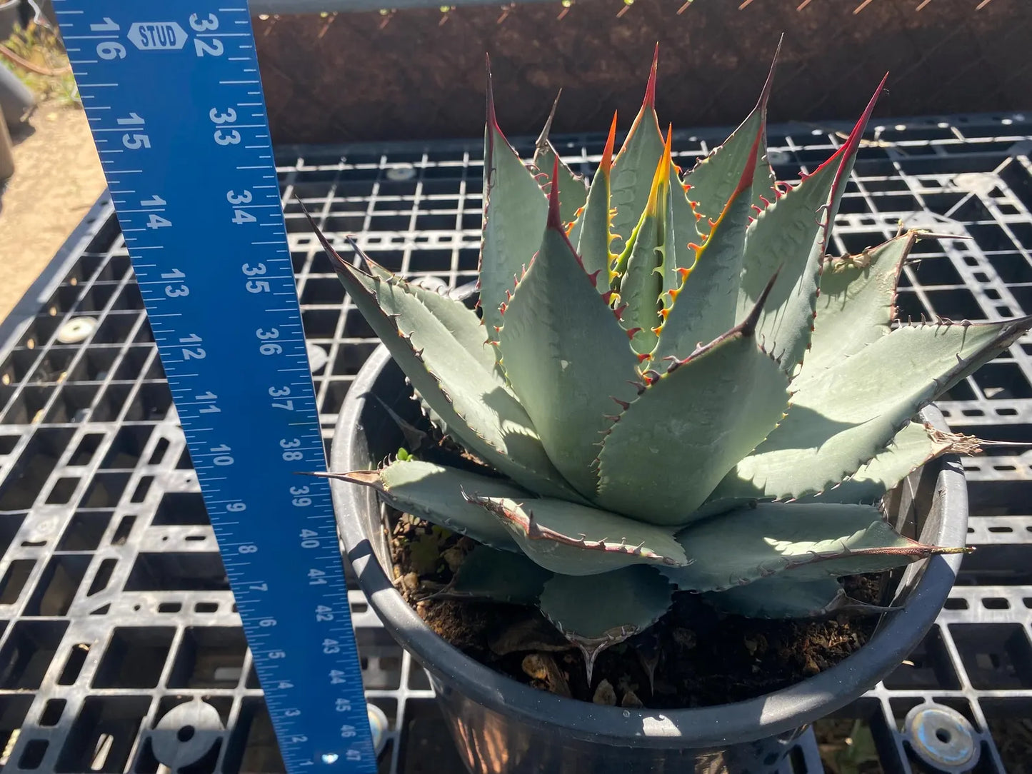 Agave sebastiana - Cedros Island Agave SH3