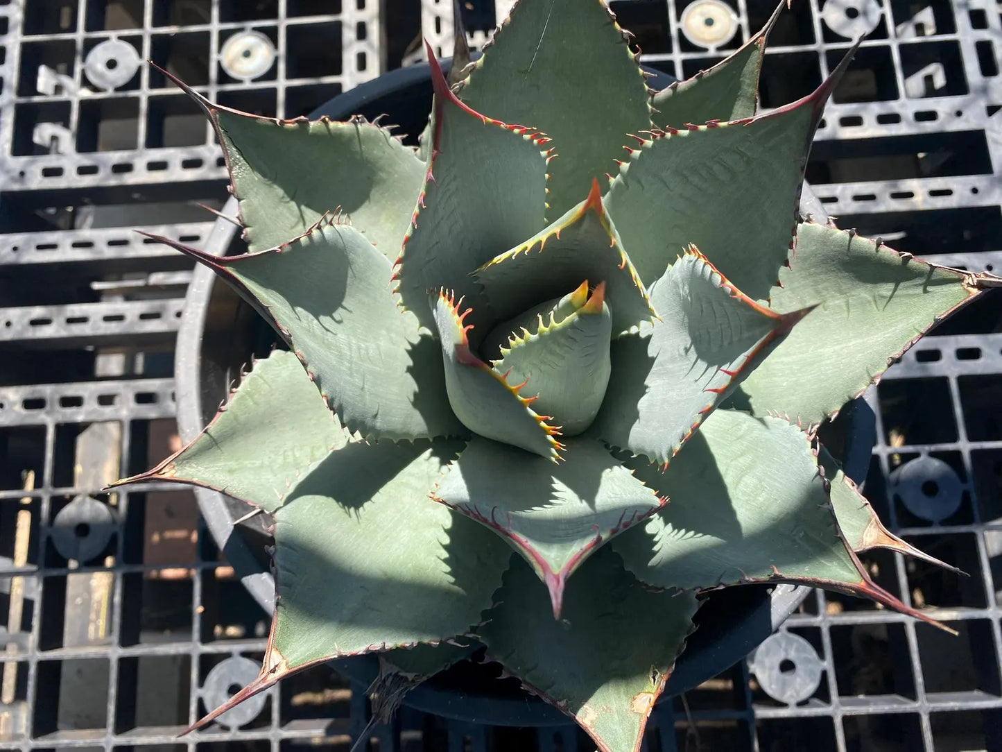 Agave sebastiana - Cedros Island Agave SH3