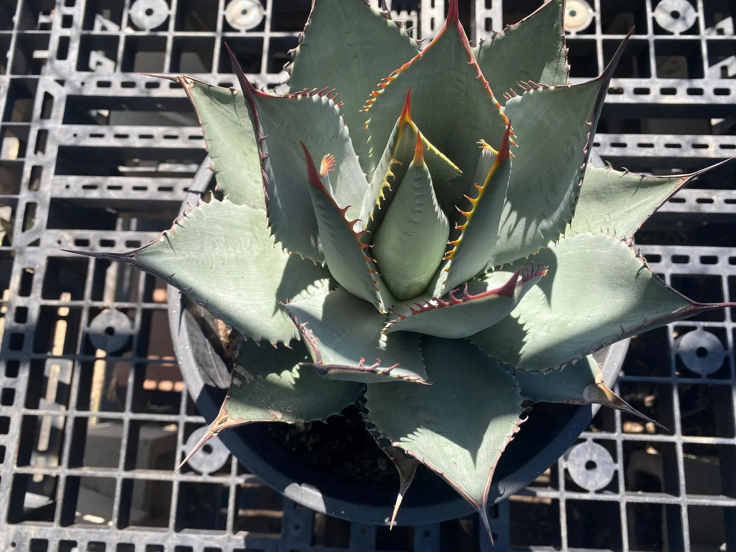 Agave sebastiana - Cedros Island Agave SH4